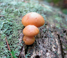 A closer view of three young caps.